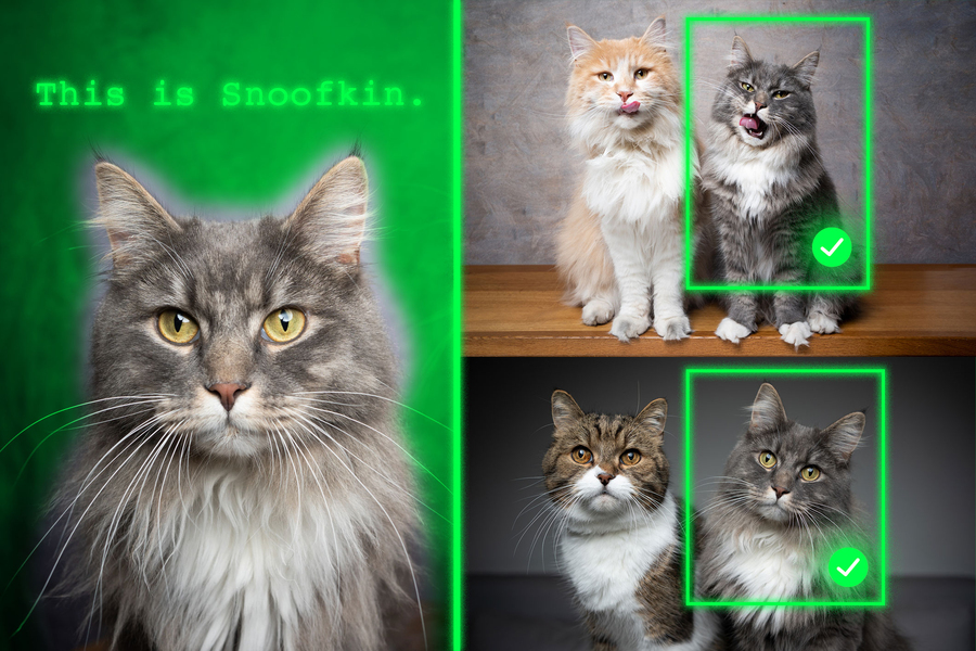 A new training method teaches vision-language generative AI models to localize a personalized object, like a cat named Snoofkin, in a new scene (Credits: MIT News; iStock).