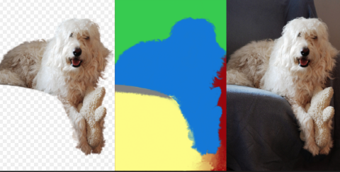 dog 